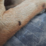 Pet Owners Underestimate Heartworm Risk