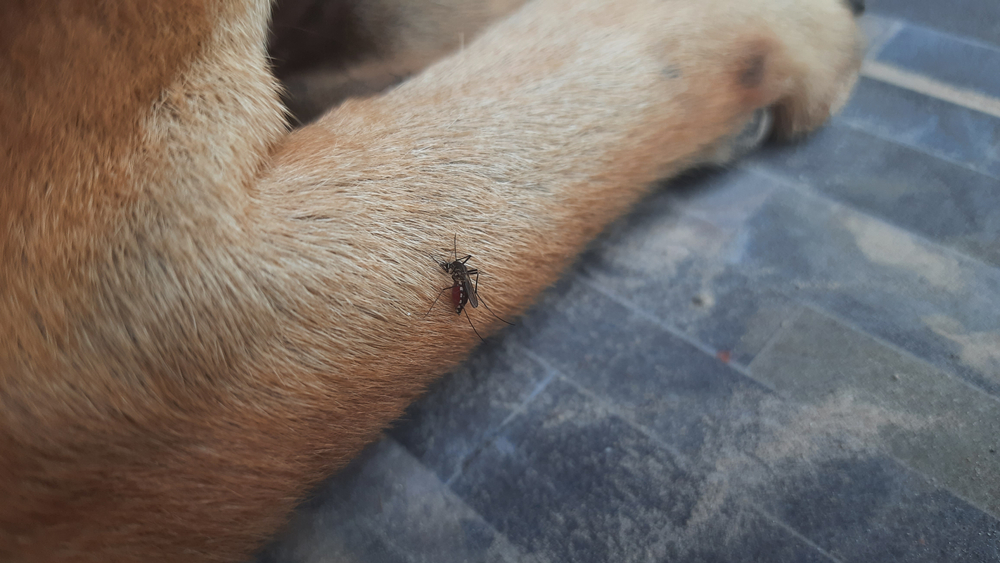 Pet Owners Underestimate Heartworm Risk