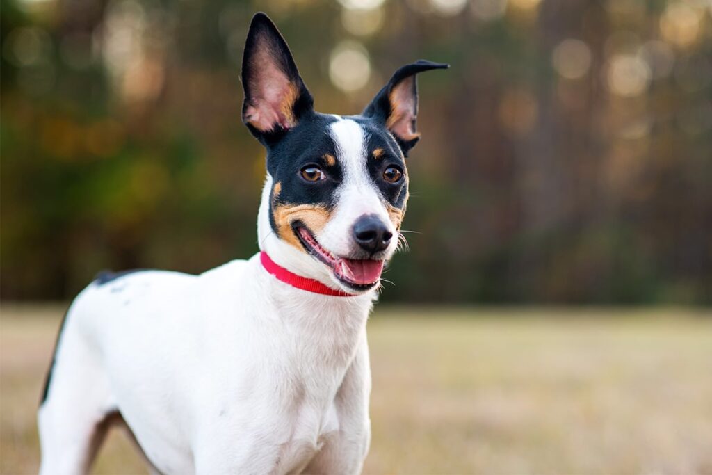 13 All-American Dog Breeds Born In The USA