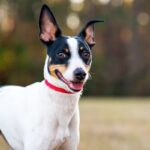 13 All-American Dog Breeds Born In The USA