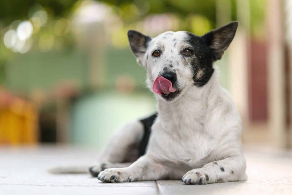 10 Reasons Pet Parents Are Switching Their Dogs to Krill Oil (2026)