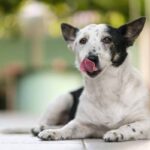 10 Reasons Pet Parents Are Switching Their Dogs to Krill Oil (2026)