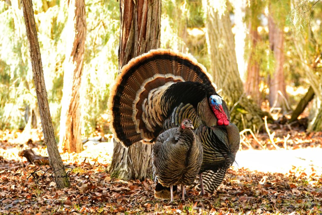 Discover the Benefits of Zignature’s Turkey Formula for Your Dog’s Health