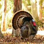 Discover the Benefits of Zignature’s Turkey Formula for Your Dog’s Health