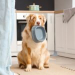 Nutrition Resource Helps Veterinarians Choose Therapeutic Diets