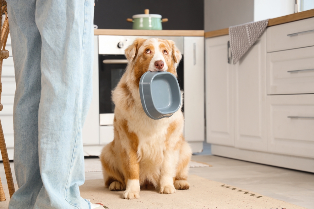 Nutrition Resource Helps Veterinarians Choose Therapeutic Diets