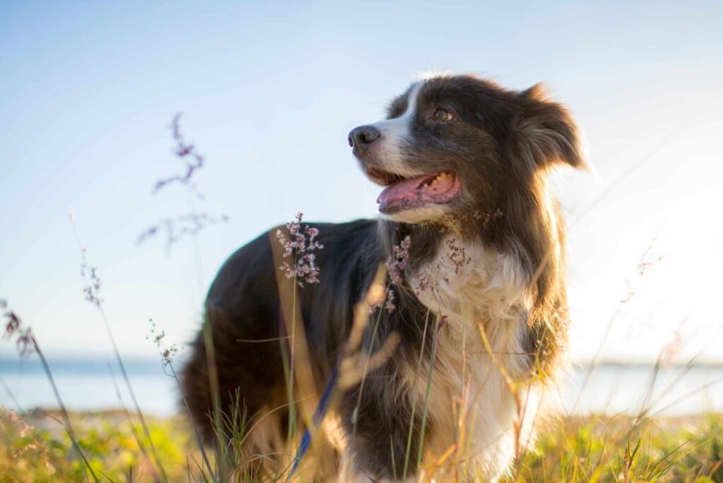 7 Best Digestive Enzyme Supplements for Dogs in 2026