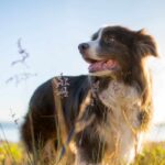 7 Best Digestive Enzyme Supplements for Dogs in 2026