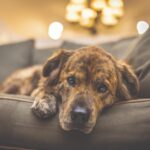 Death and Dying: Navigating Pet Loss with Animal Communication