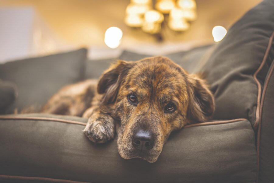 Death and Dying: Navigating Pet Loss with Animal Communication