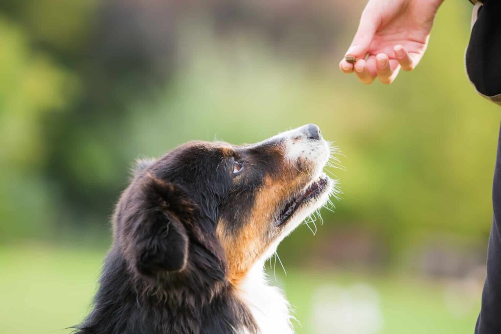 Ask A Veterinarian: Should I Give My Dog An Omega Fatty Acid Supplement?