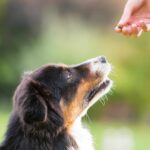 Ask A Veterinarian: Should I Give My Dog An Omega Fatty Acid Supplement?