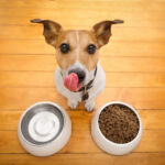 Feeding schedule for dogs – making sure they eat at the right time