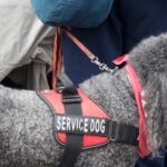 Spring Cleaning with Pets: Tips for a Safer, Fresher Home