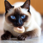 Best Treats for Siamese Cats