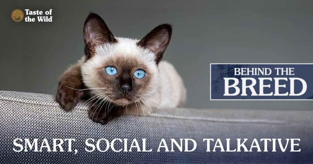 Behind the Breed: Siamese Cats