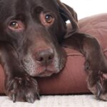 Dog Behavior Before Death: What are the Signs that Your Dog is Going to Pass Away?