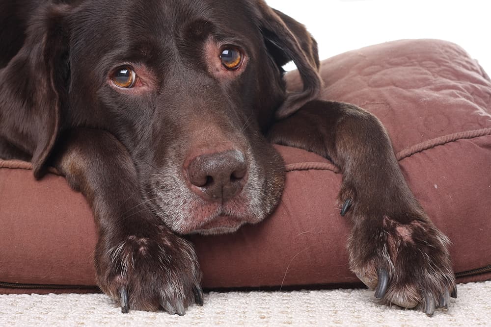 Dog Behavior Before Death: What are the Signs that Your Dog is Going to Pass Away?