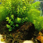 5 Best Fish Tank Ideas for Small Aquariums