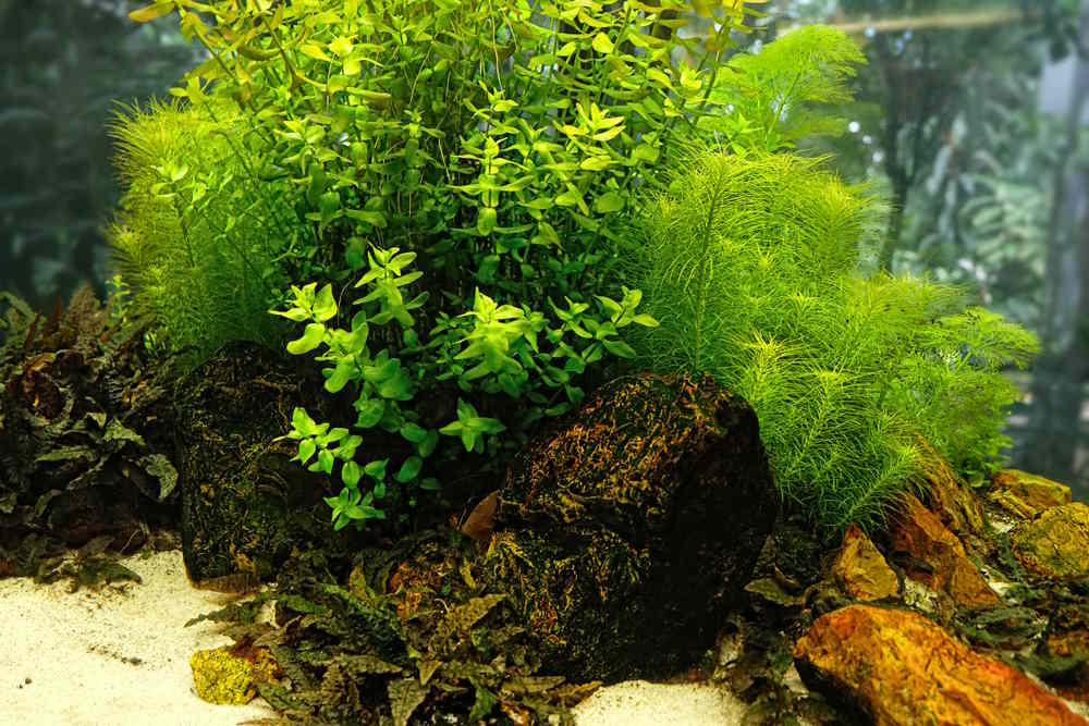 5 Best Fish Tank Ideas for Small Aquariums