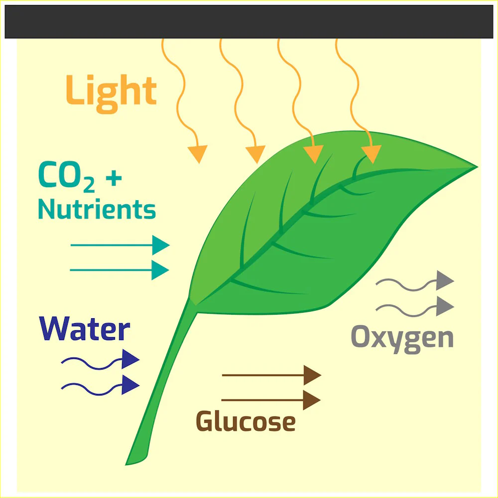 What is PAR? Lighting & Brightness Explained for Planted Tanks