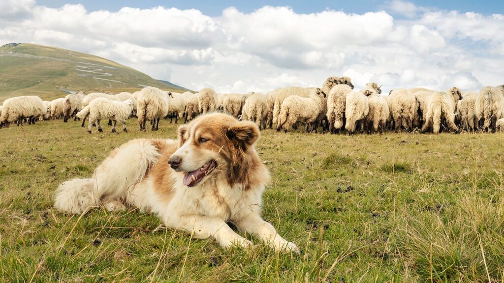 14 livestock guardian dogs that live to protect