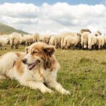 14 livestock guardian dogs that live to protect