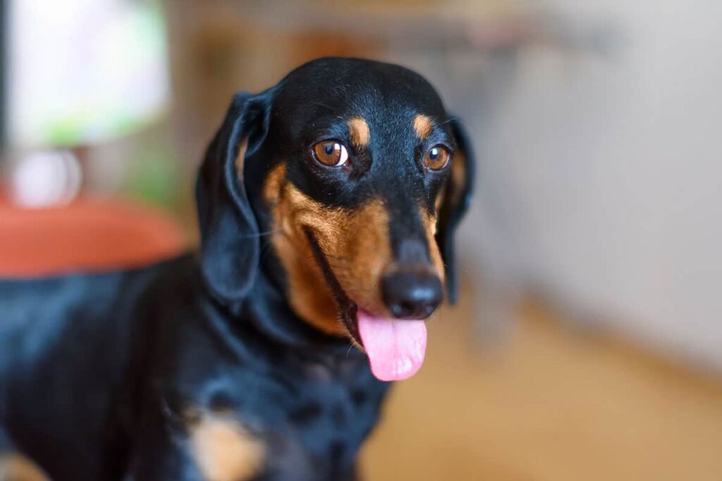 11 Bossy Dog Breeds That Think They’re In Charge