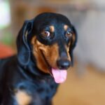 11 Bossy Dog Breeds That Think They’re In Charge