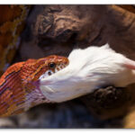 How to Feed a Pet Snake – 3 Feeding Techniques