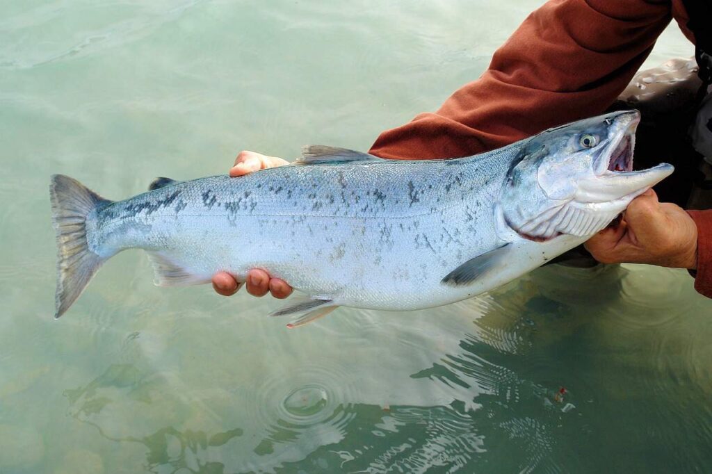 Salmon Meal In Dog Food