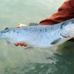 Salmon Meal In Dog Food