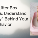 Solving Litter Box Problems: Understand the “Why” Behind Your Cat’s Behavior