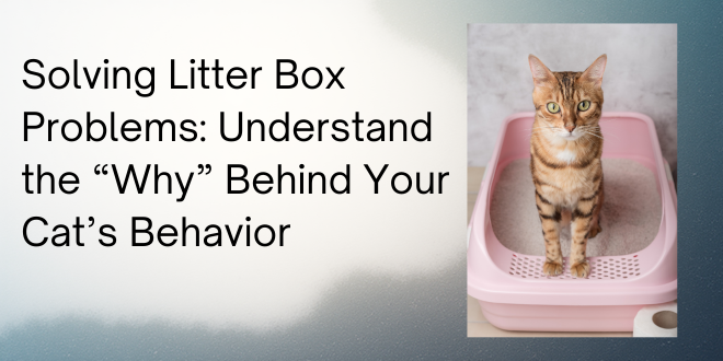 Solving Litter Box Problems: Understand the “Why” Behind Your Cat’s Behavior