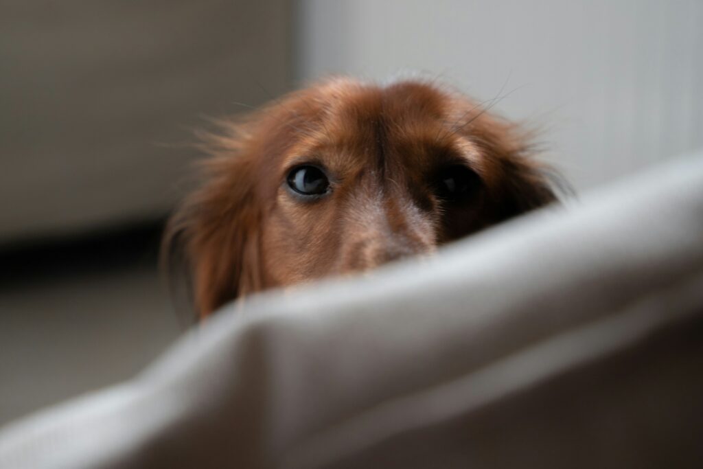 Your Dog Is Afraid Of… A Trash Bag? 14 Surprisingly Common Dog Fears