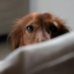 Your Dog Is Afraid Of… A Trash Bag? 14 Surprisingly Common Dog Fears
