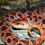 USFWS Public Hearing On Southern Hognose Snake Today
