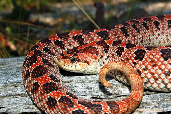 USFWS Public Hearing On Southern Hognose Snake Today