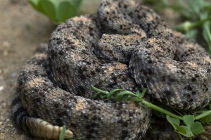 How Dangerous Are Rattlesnakes to Humans?