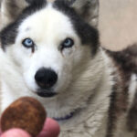 Dog won’t stop itching? These popular ‘dog allergy treats’ on Amazon Prime might be the fix you need