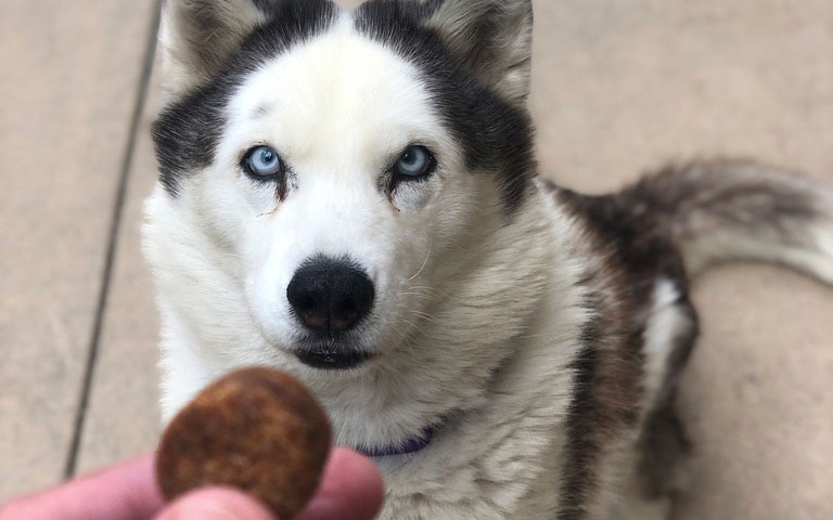 Dog won’t stop itching? These popular ‘dog allergy treats’ on Amazon Prime might be the fix you need