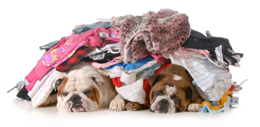 Why Does My Dog Sleep on My Clothes? 5 Reasons Your Laundry Feels Like Home