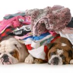 Why Does My Dog Sleep on My Clothes? 5 Reasons Your Laundry Feels Like Home