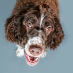 500 Irish Dog Names – Puppy Leaks