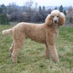 Poodle Health Issues: 5 Typical Concerns to Look Out For