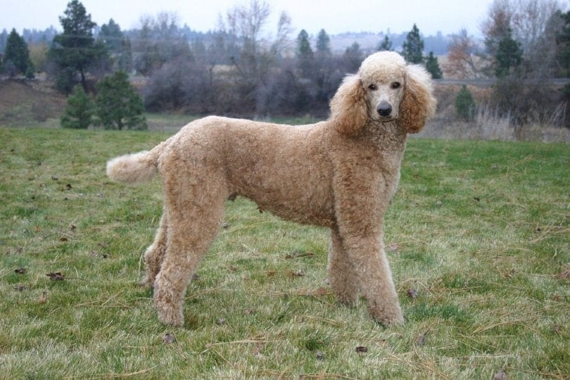 Poodle Health Issues: 5 Typical Concerns to Look Out For