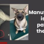 Recalled Puppy Formula Neglecting Sickened Shelter Pups – Truth about Pet Food