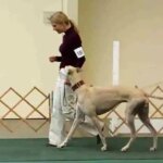 How do you know your greyhound is happy? A Step-by-Step Guide – KeepingDog