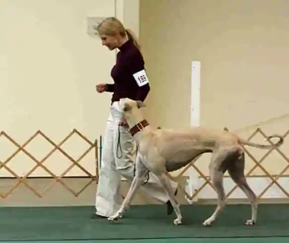 How do you know your greyhound is happy? A Step-by-Step Guide – KeepingDog