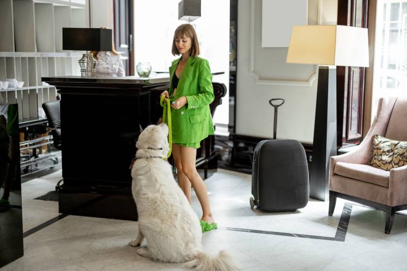 12 Dog-Friendly Hotel Chains in the U.S. (2026 Guide) — Dogster